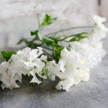 Load image into Gallery viewer, Sweet Pea 'White Frills'
