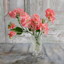 Load image into Gallery viewer, Sweet Pea 'William and Catherine'
