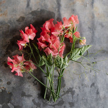 Load image into Gallery viewer, Sweet Pea 'William and Catherine'
