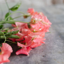 Load image into Gallery viewer, Sweet Pea 'William and Catherine'
