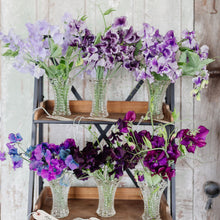 Load image into Gallery viewer, Sweet Pea 'Ruby Moon Farm Mix'
