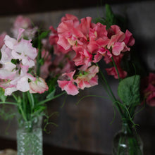 Load image into Gallery viewer, Sweet Pea 'Ruby Moon Farm Mix'
