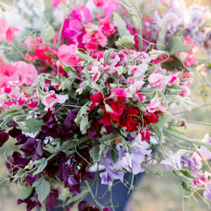 Sweet Pea 'Ruby Moon Farm Mix'