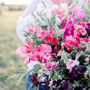 Sweet Pea 'Ruby Moon Farm Mix'