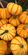 Load image into Gallery viewer, Pumpkins
