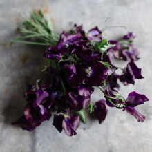 Load image into Gallery viewer, Sweet Pea &#39;Just Jenny&#39;
